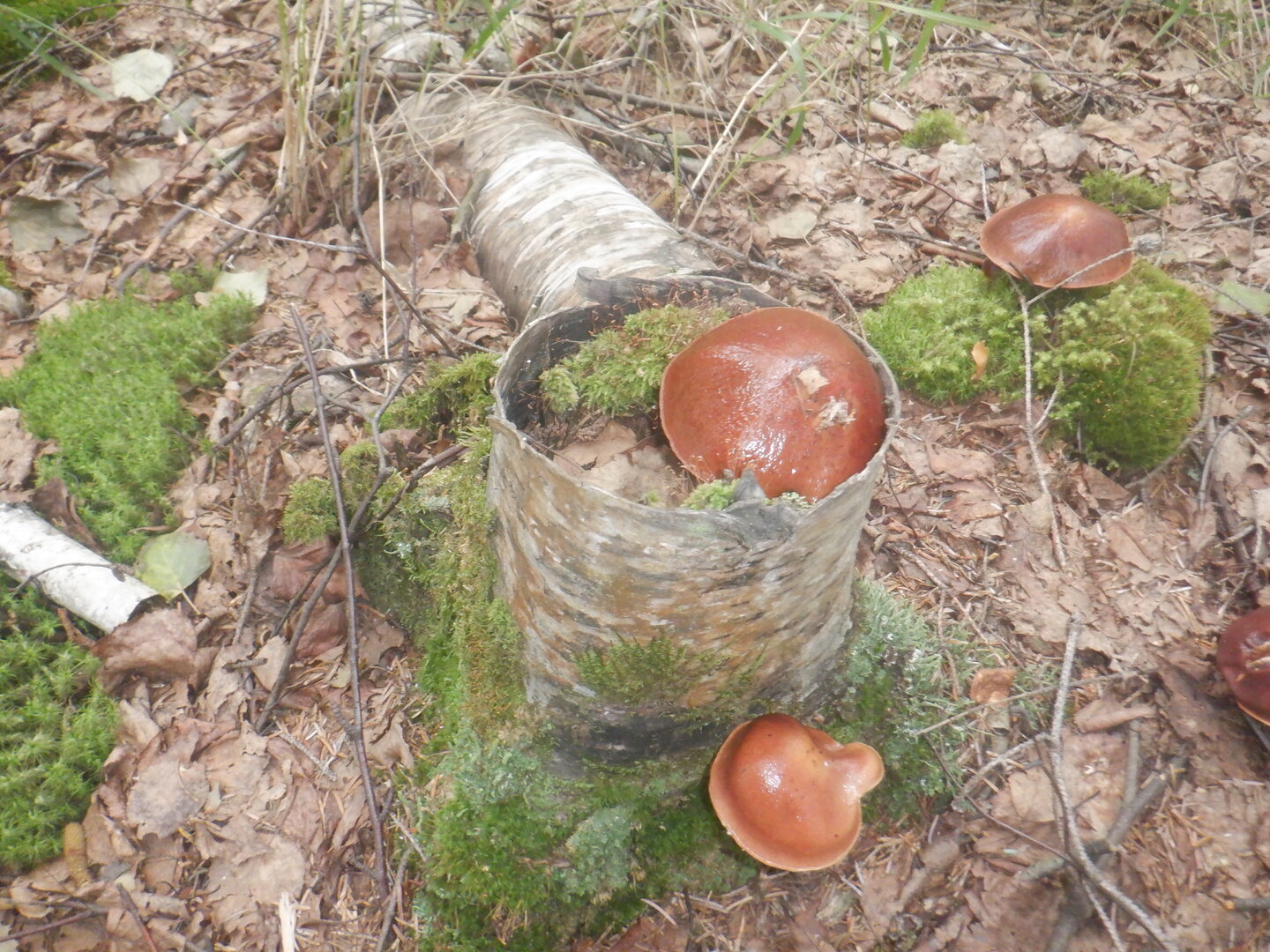 DSCF0039.JPG