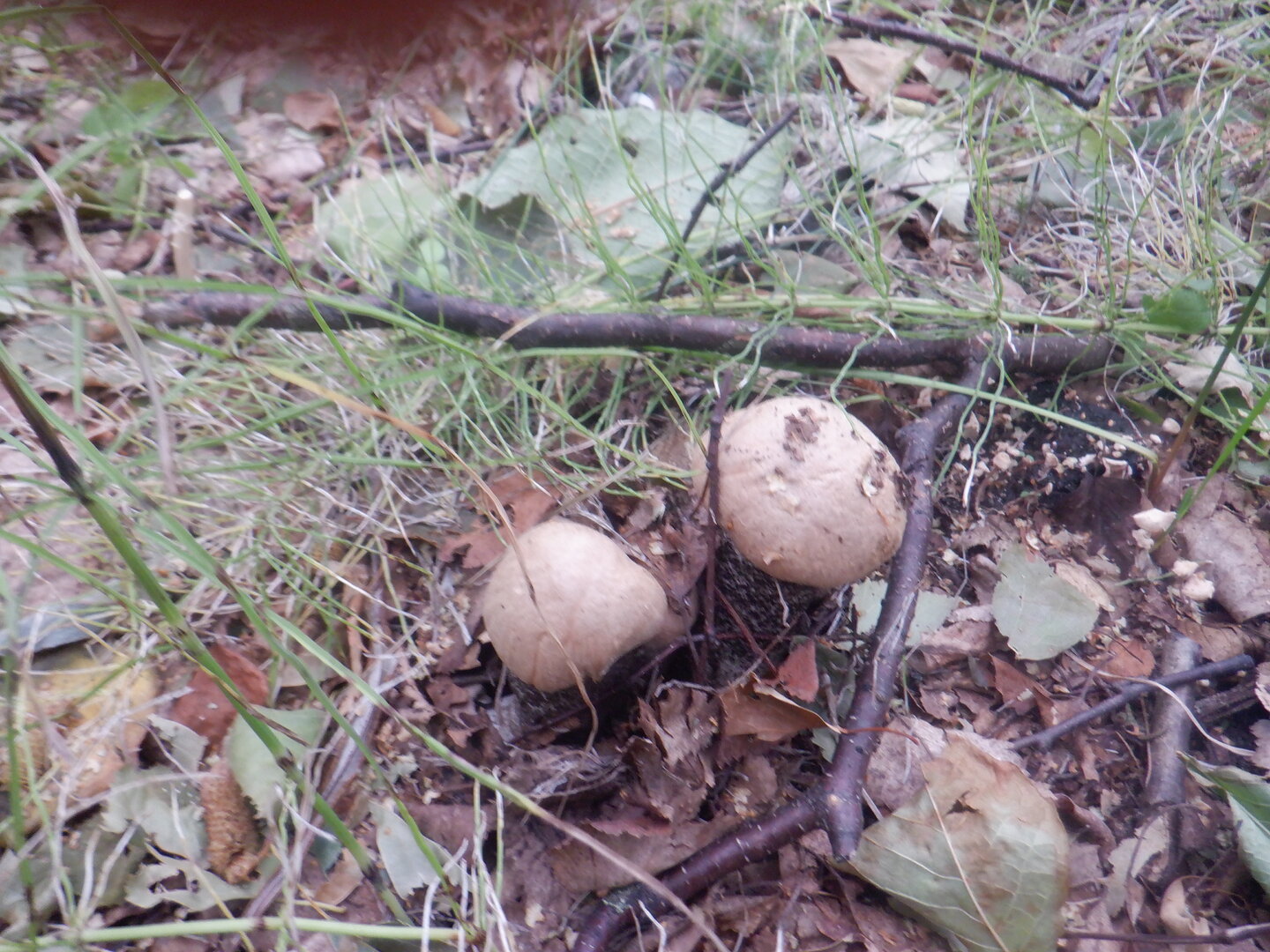 DSCF0071.JPG