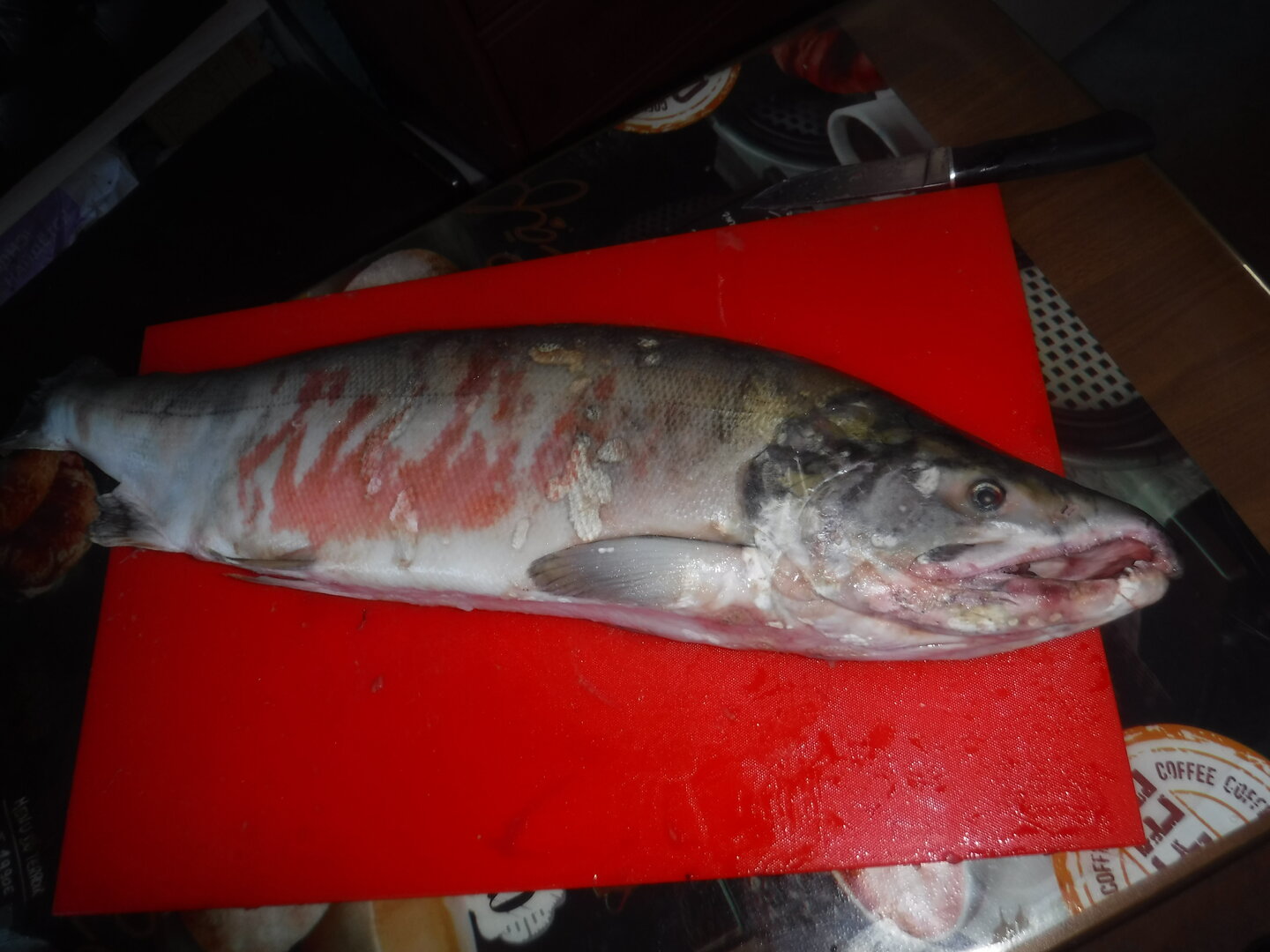 DSCF0082.JPG