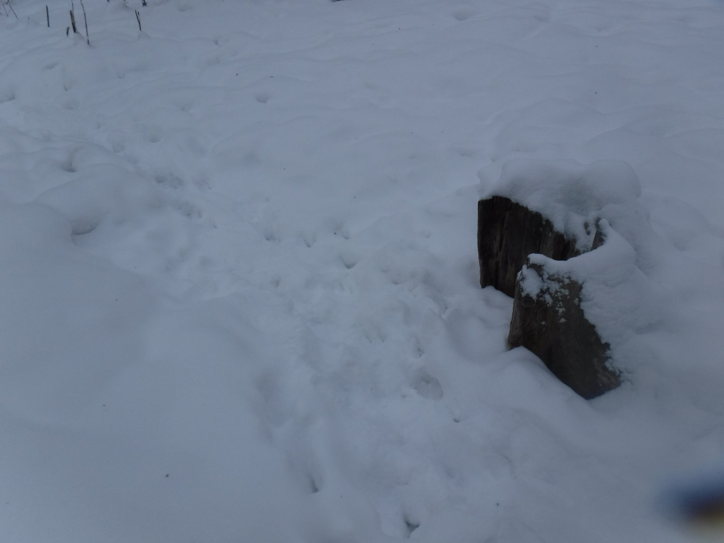 DSCF0088.JPG
