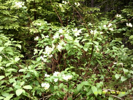 DSCF0155.JPG