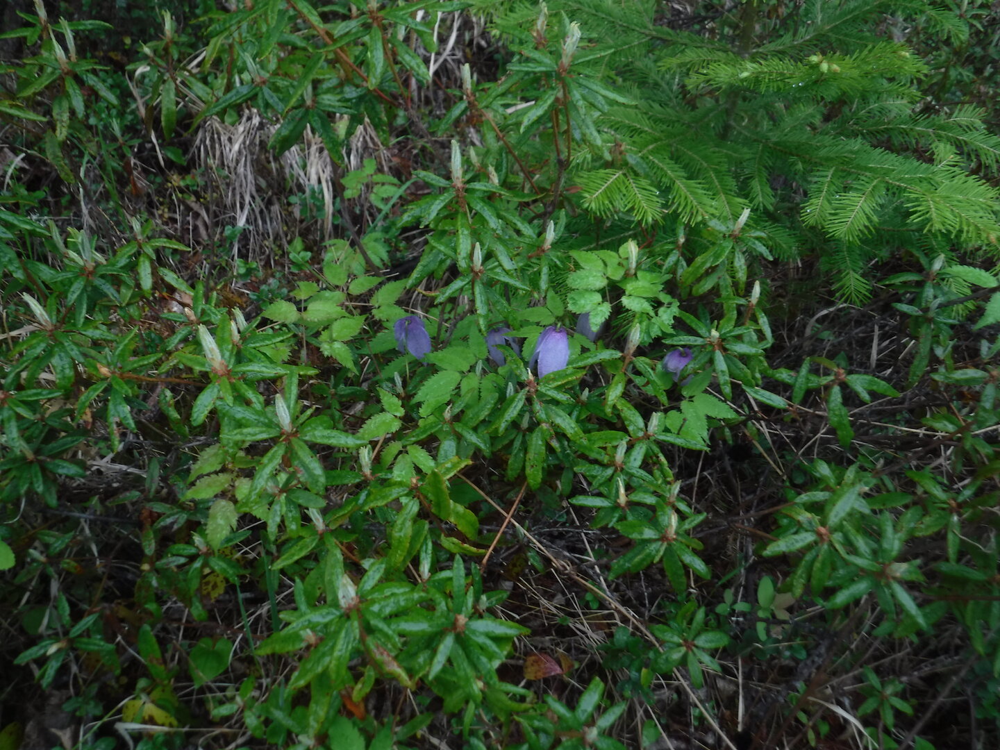 DSCF0394.JPG
