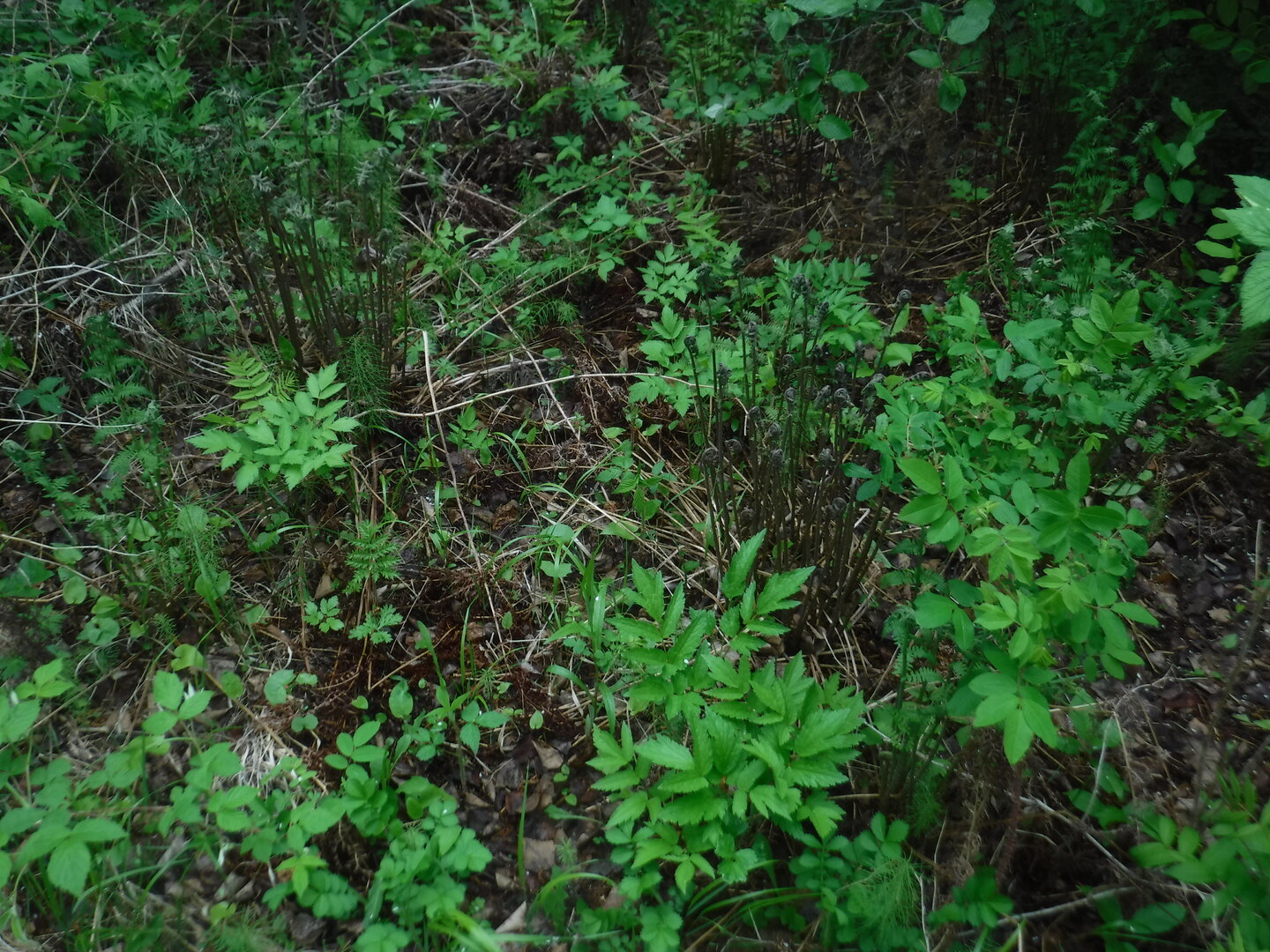 DSCF0419.JPG
