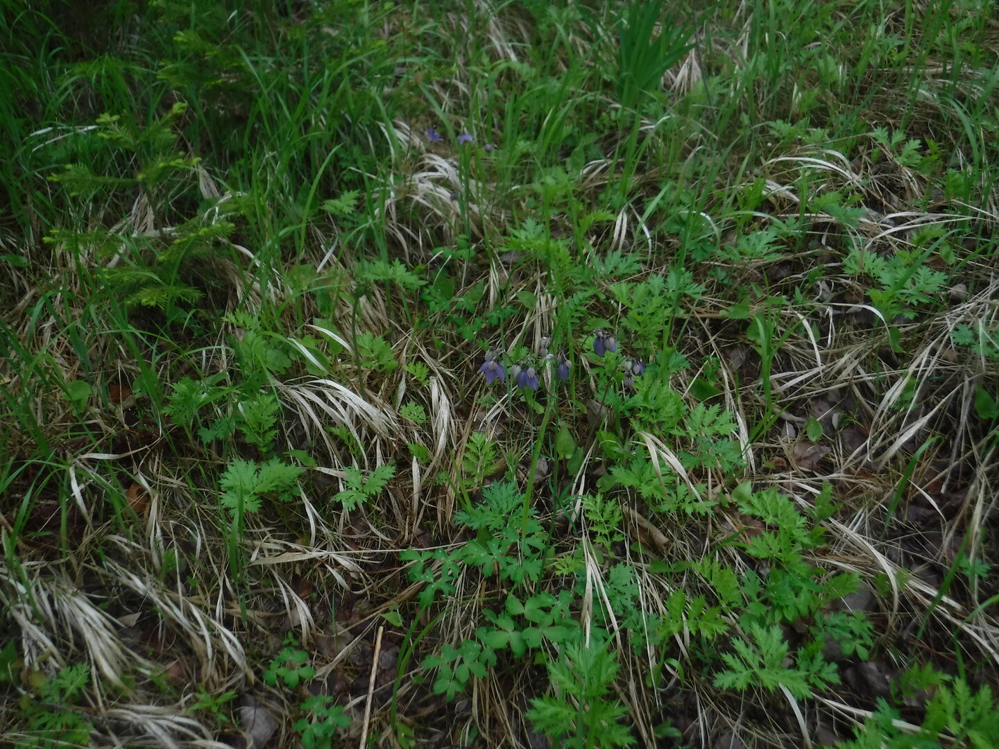DSCF0422.JPG