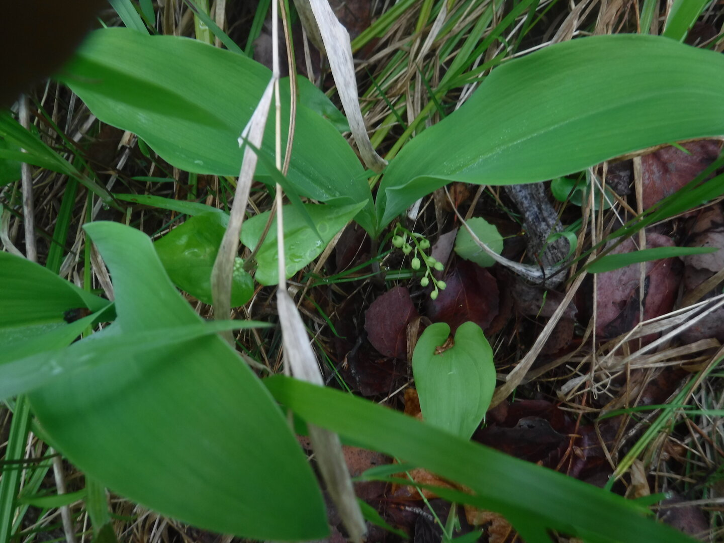 DSCF0424.JPG