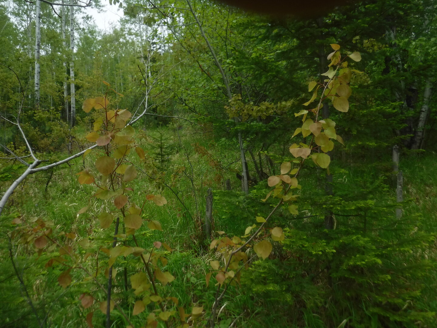 DSCF0438.JPG