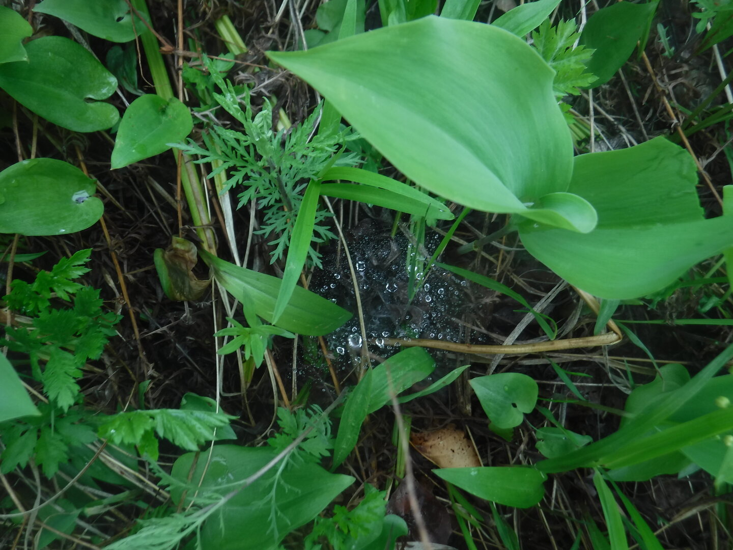 DSCF0445.JPG