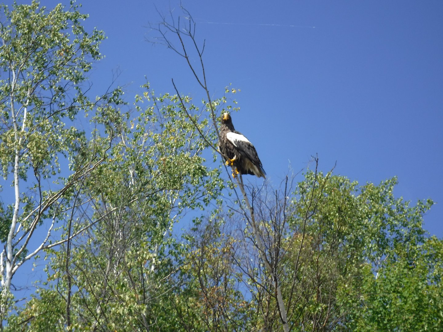 DSCF0447.JPG