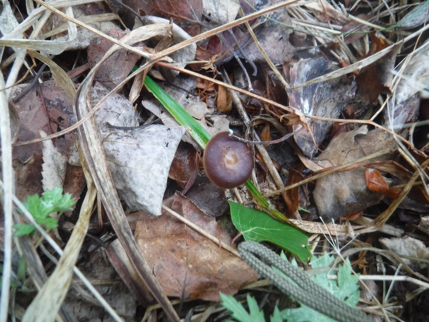 DSCF0450.JPG