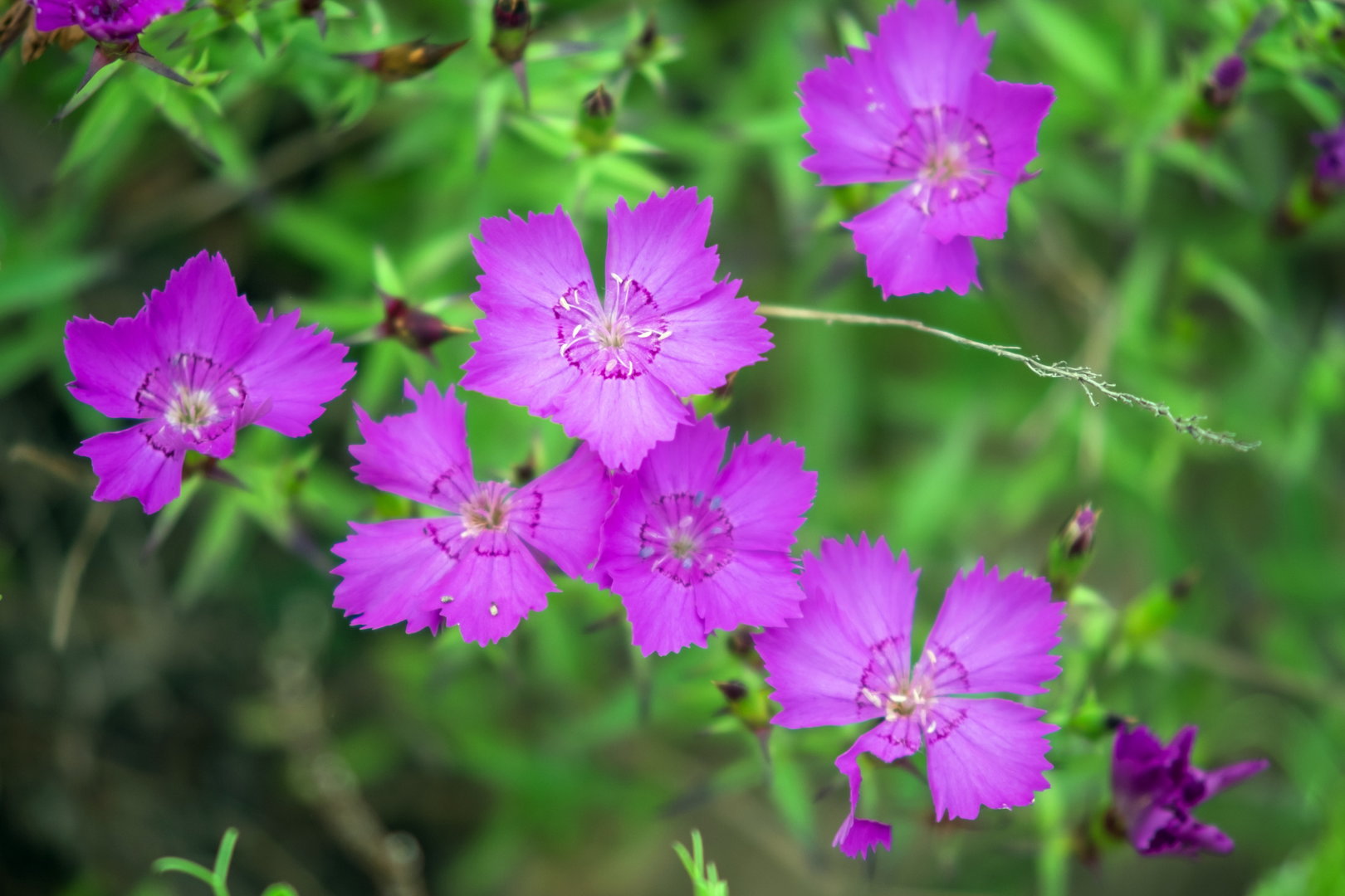 DSCF0455.jpg