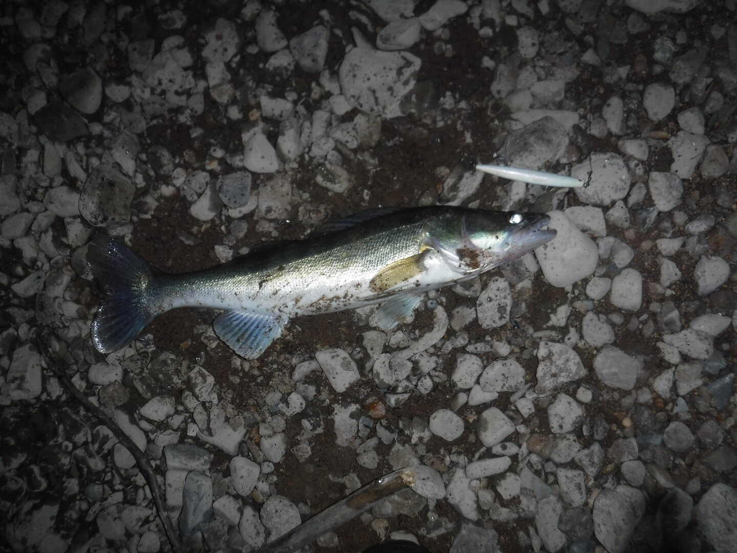 DSCF0462.JPG