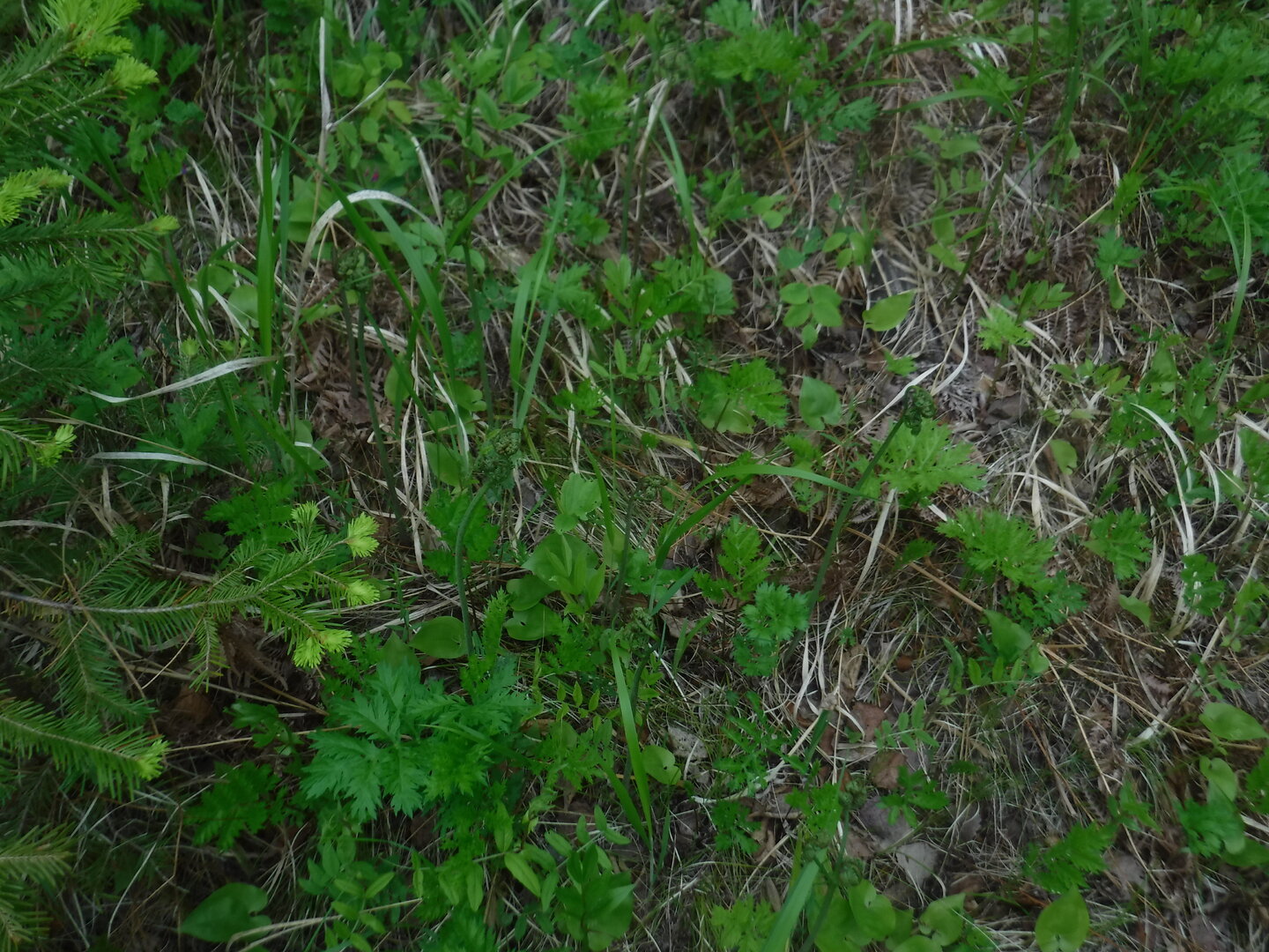 DSCF0465.JPG
