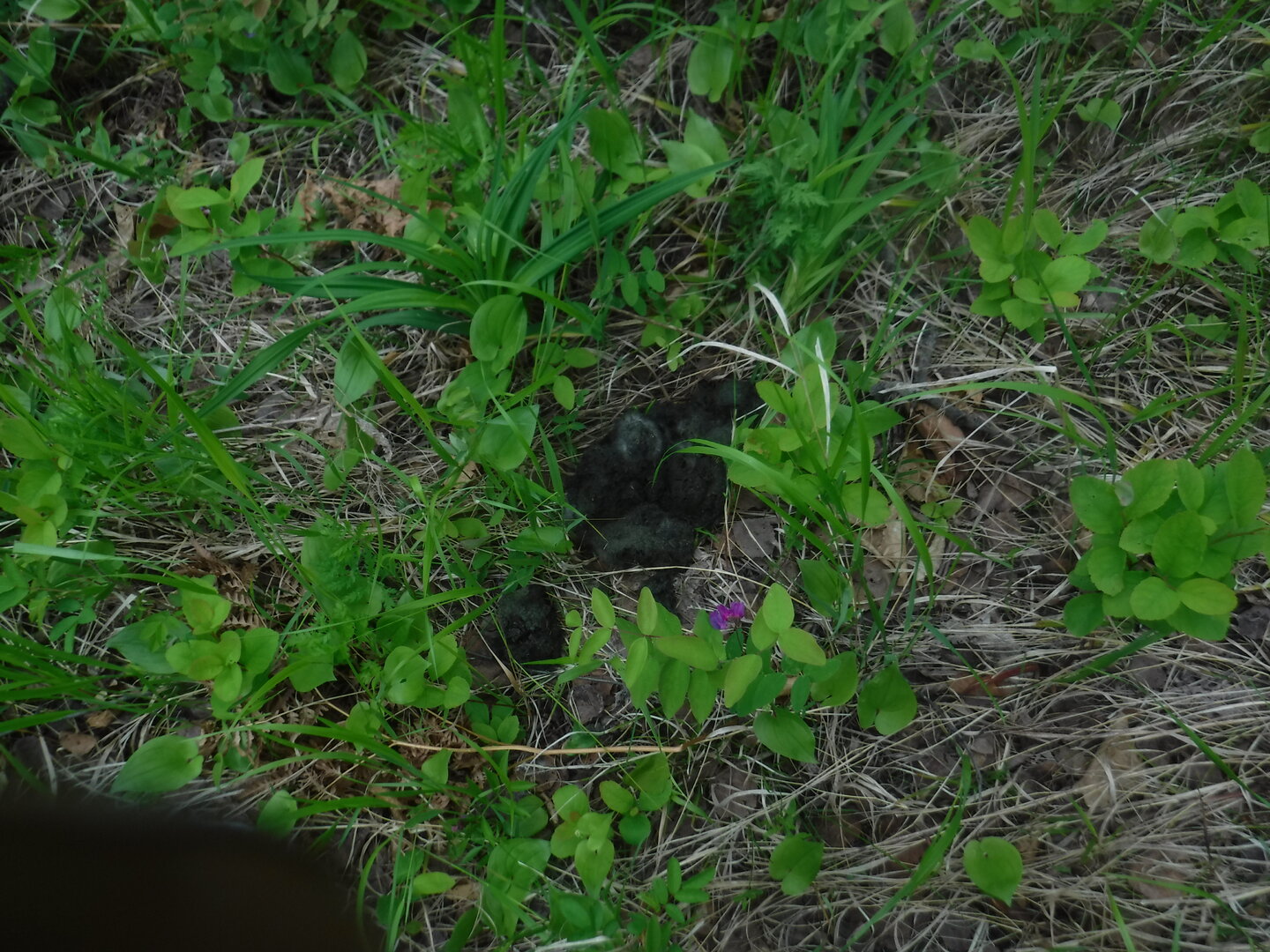 DSCF0466.JPG