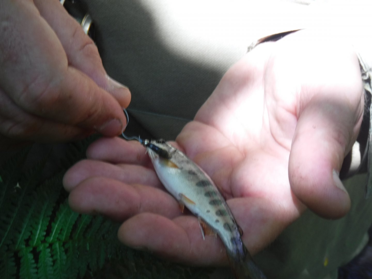 DSCF0474.JPG