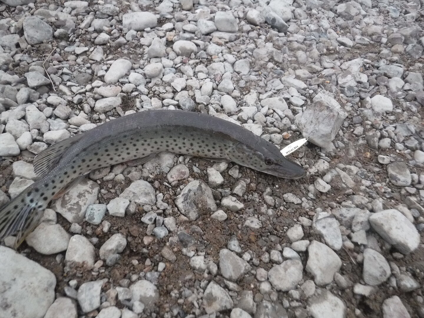 DSCF0478.JPG