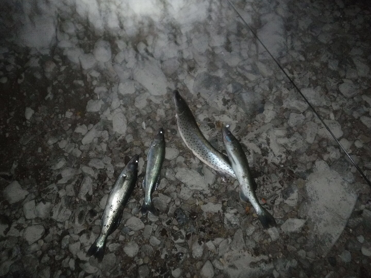 DSCF0480.JPG