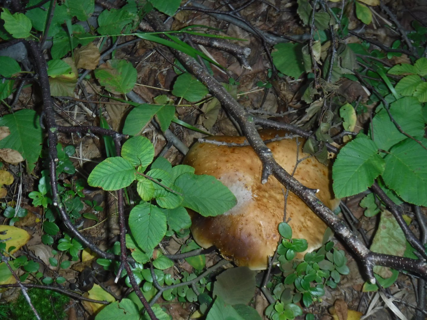DSCF0492.JPG