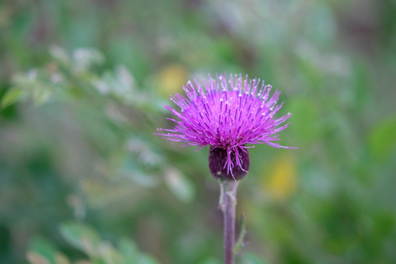 DSCF0496.jpg
