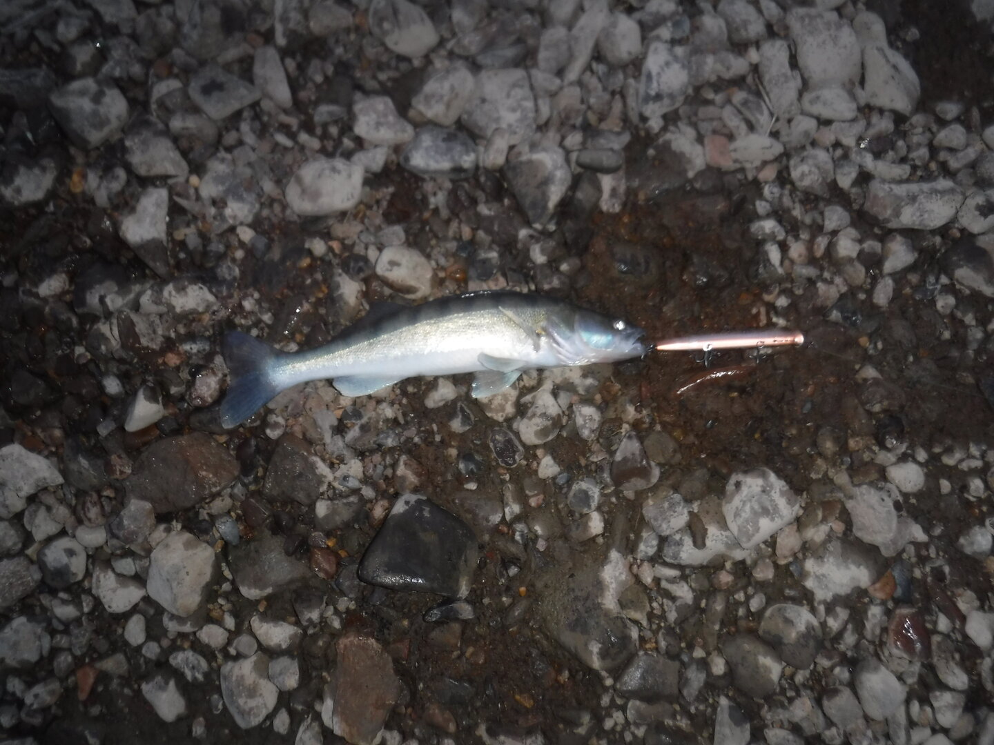 DSCF0497.JPG