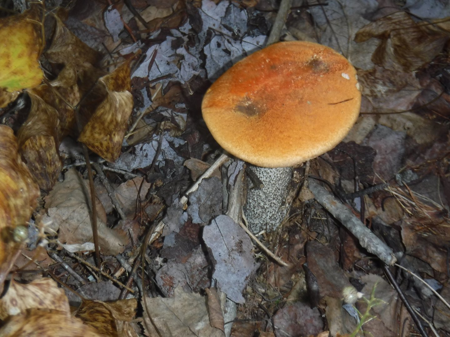DSCF0505.JPG