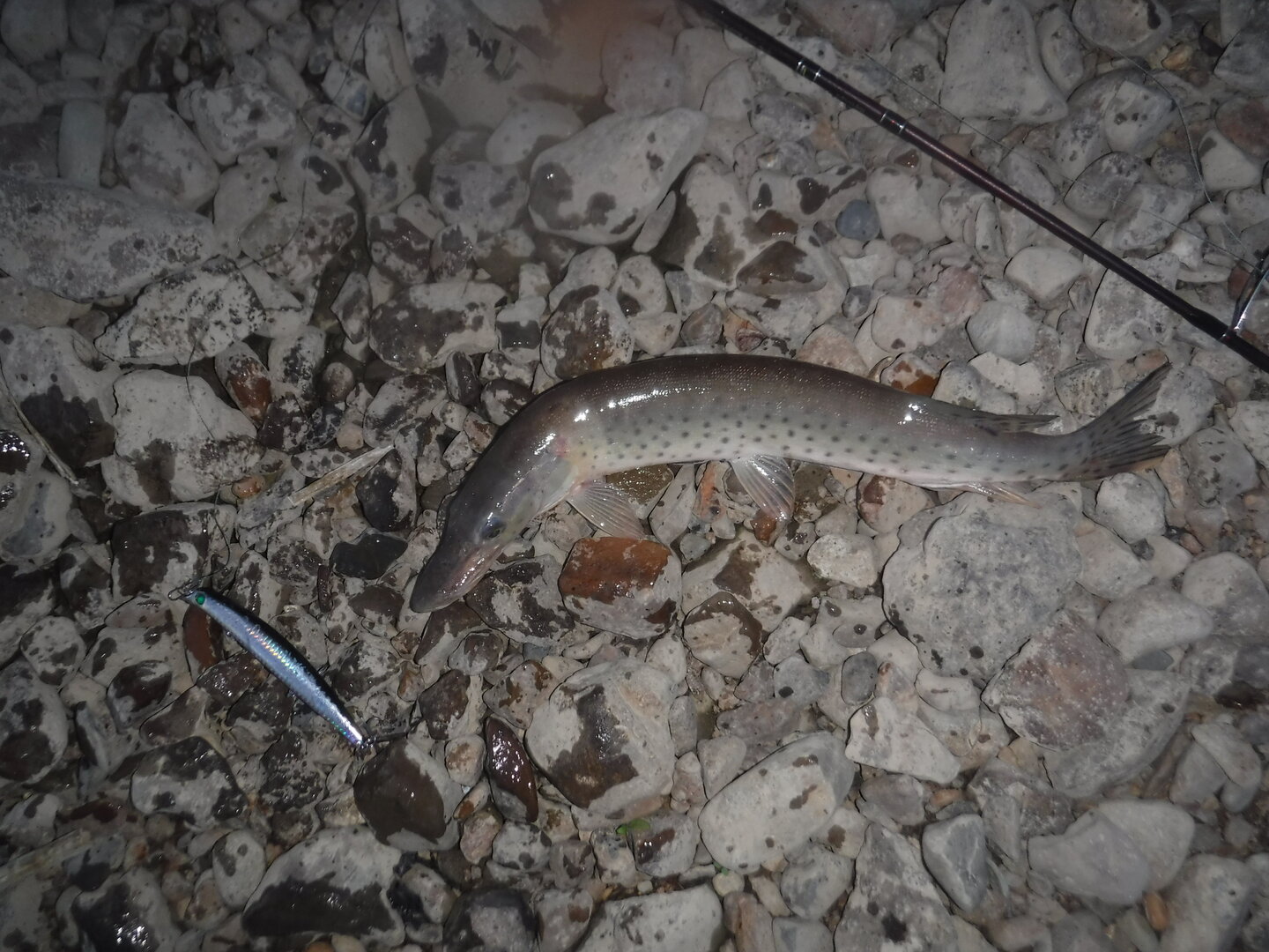DSCF0522.JPG
