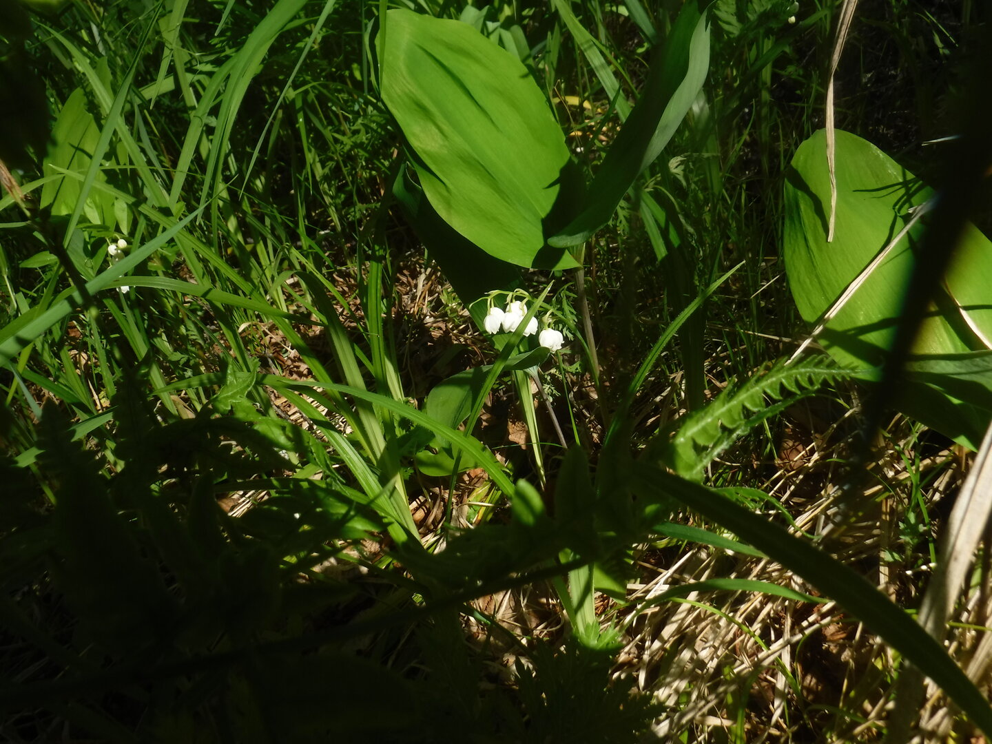 DSCF0537.JPG