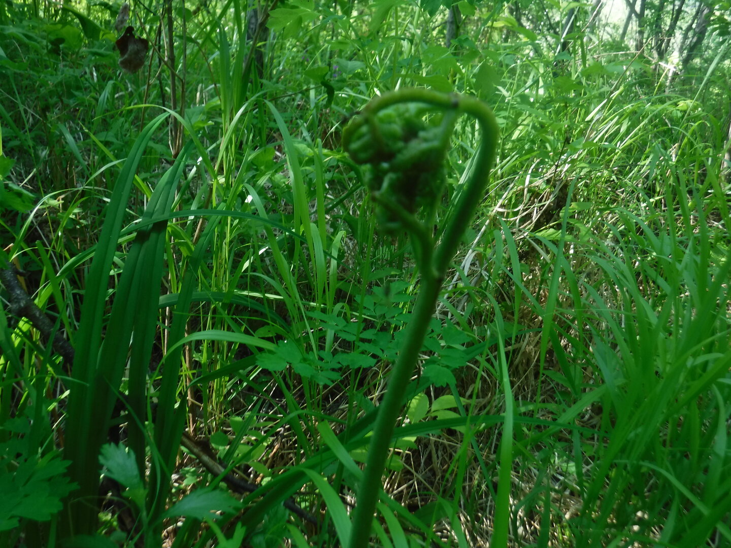 DSCF0538.JPG