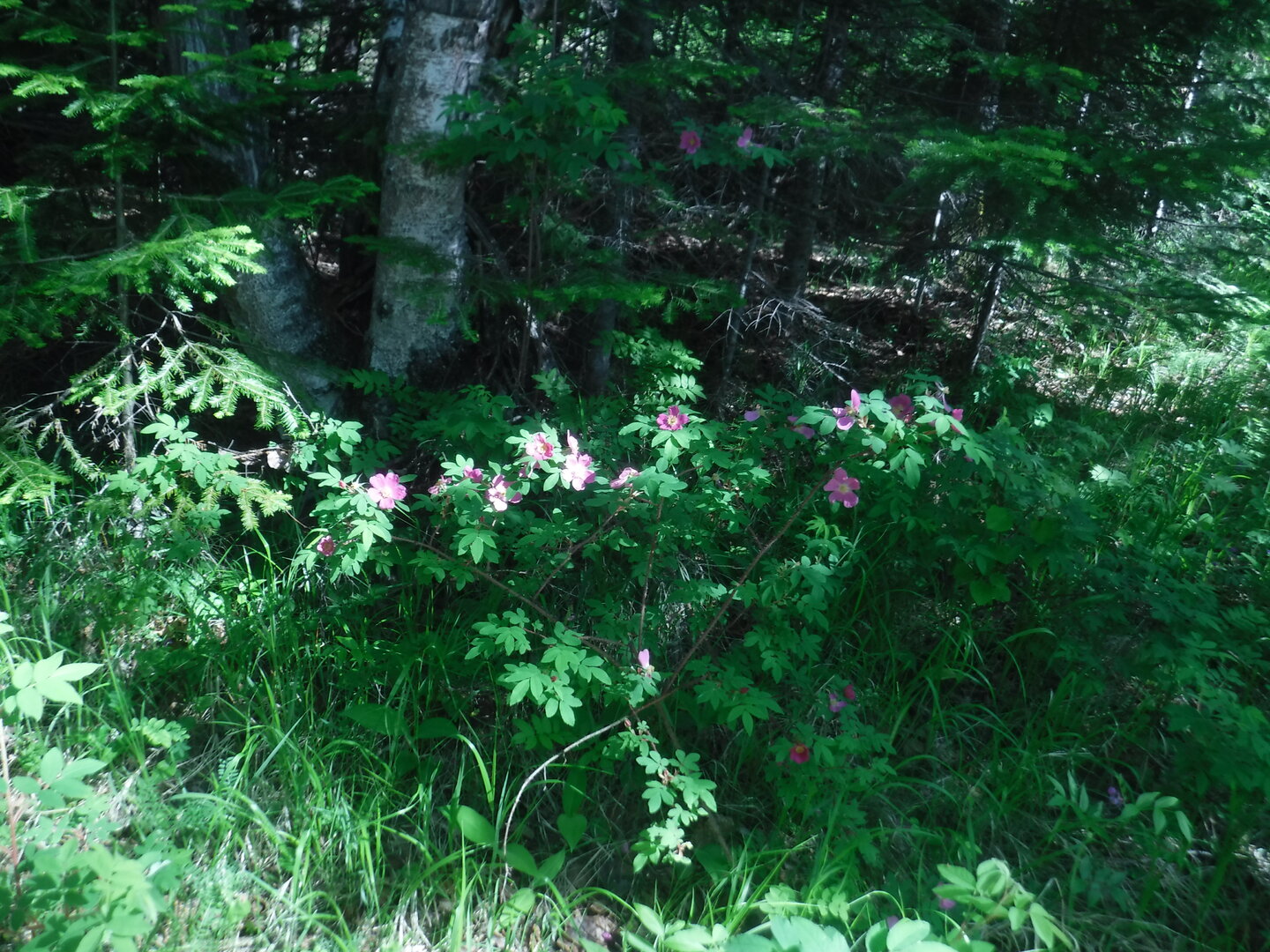 DSCF0542.JPG