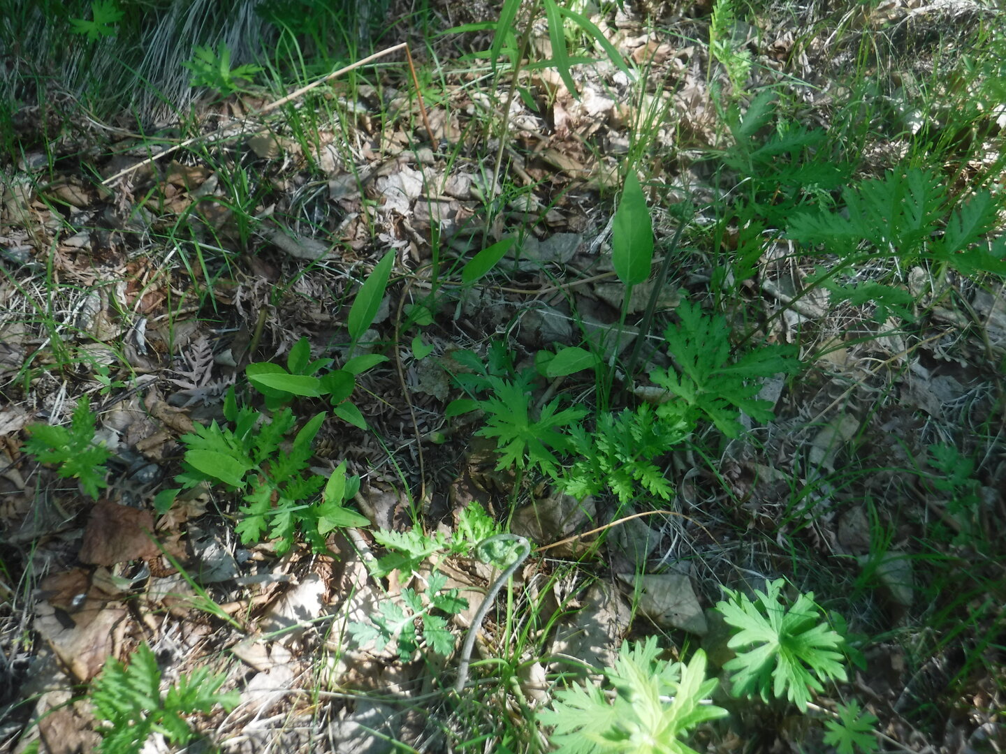 DSCF0547.JPG