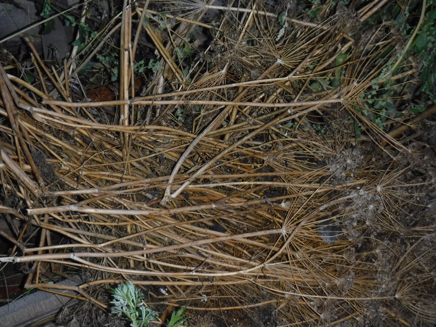 DSCF0554.JPG