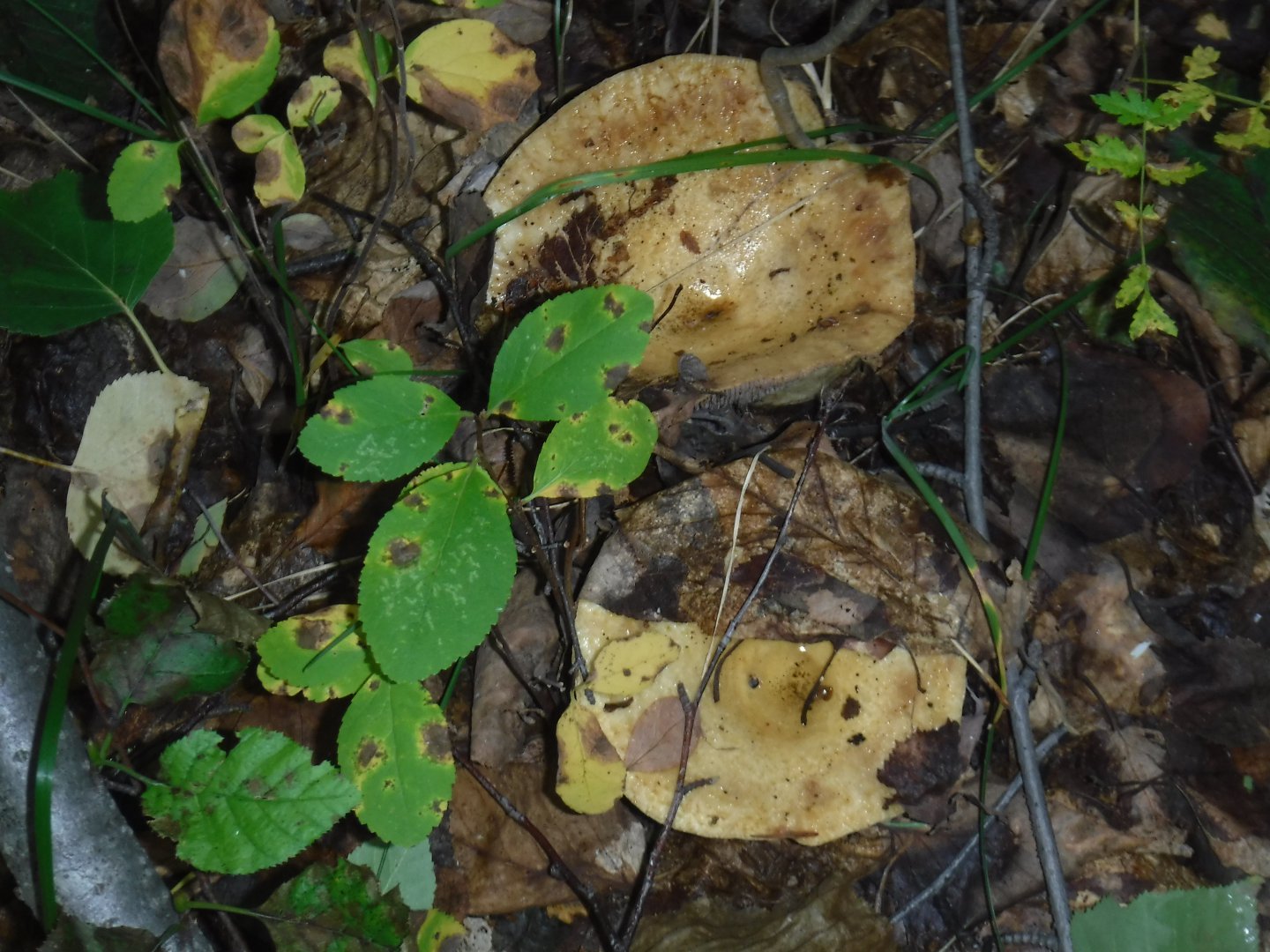 DSCF0556.JPG