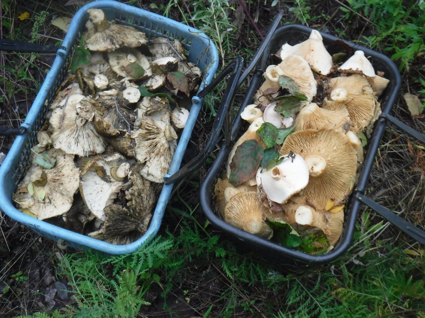 DSCF0563.JPG