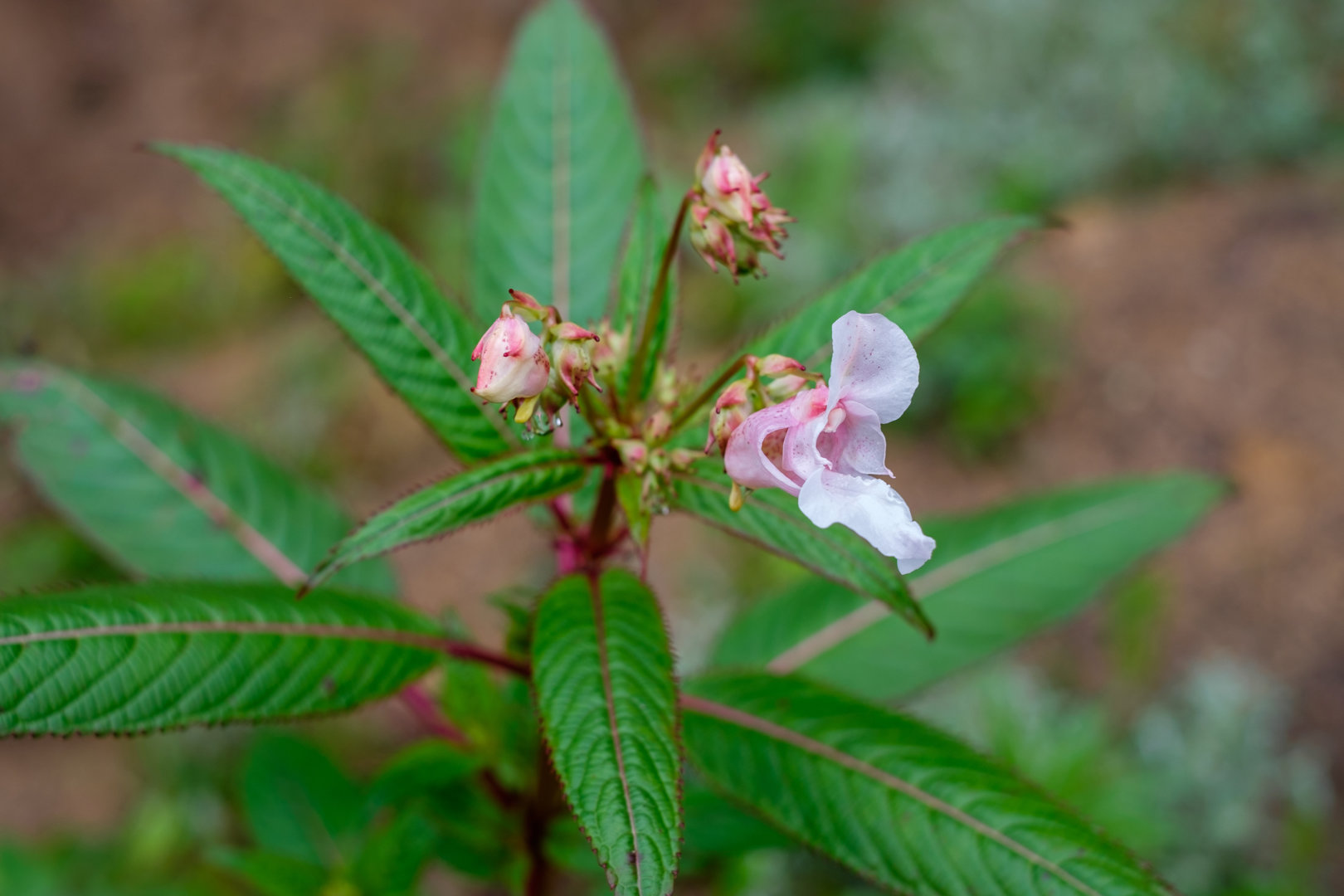 DSCF0588.jpg