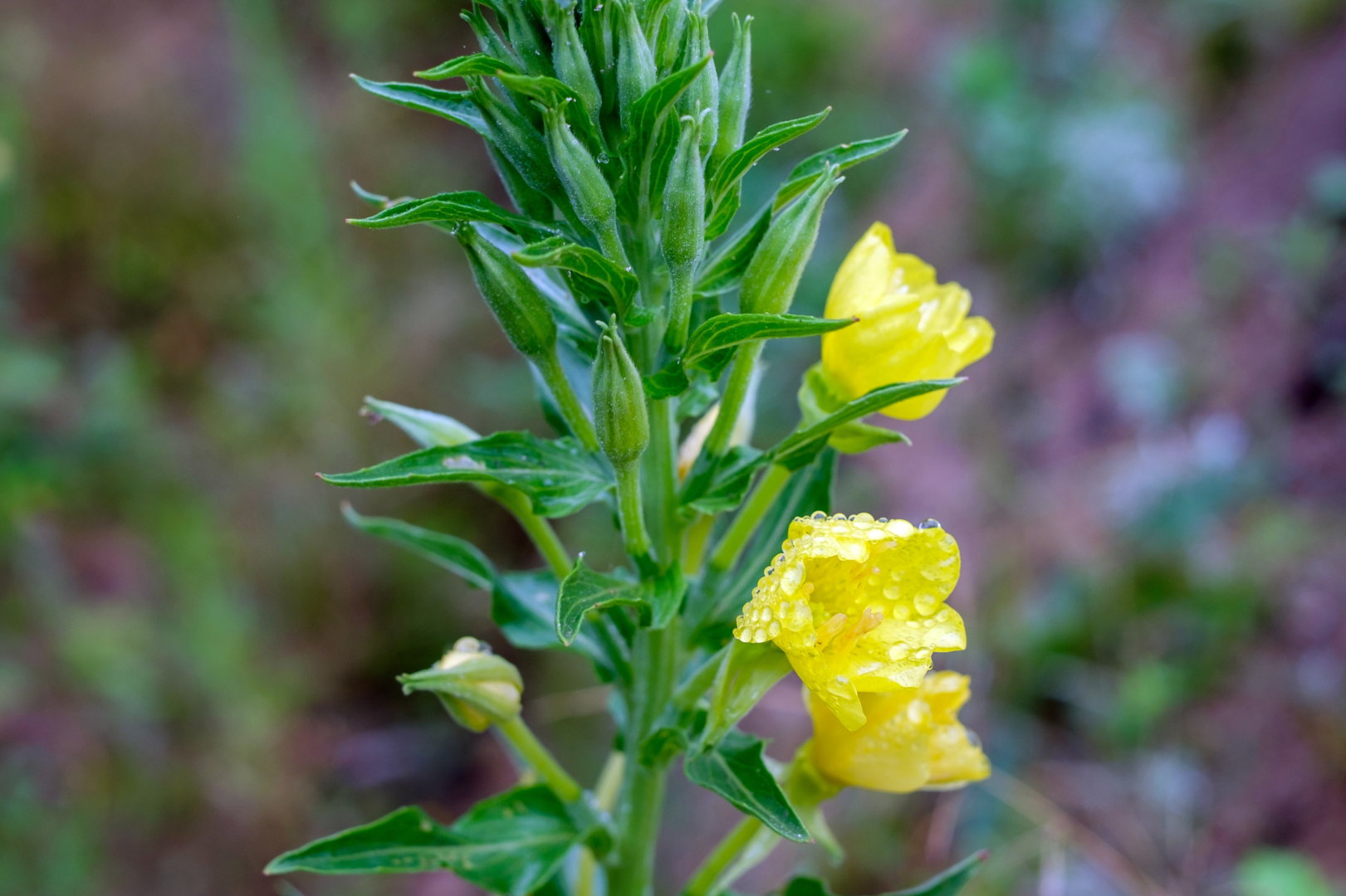 DSCF0590.jpg