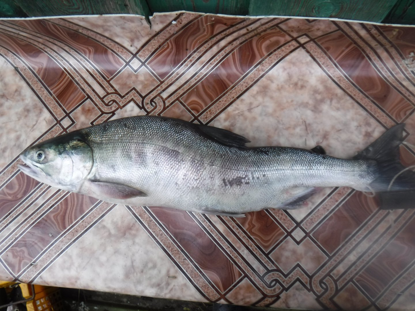 DSCF0615.JPG