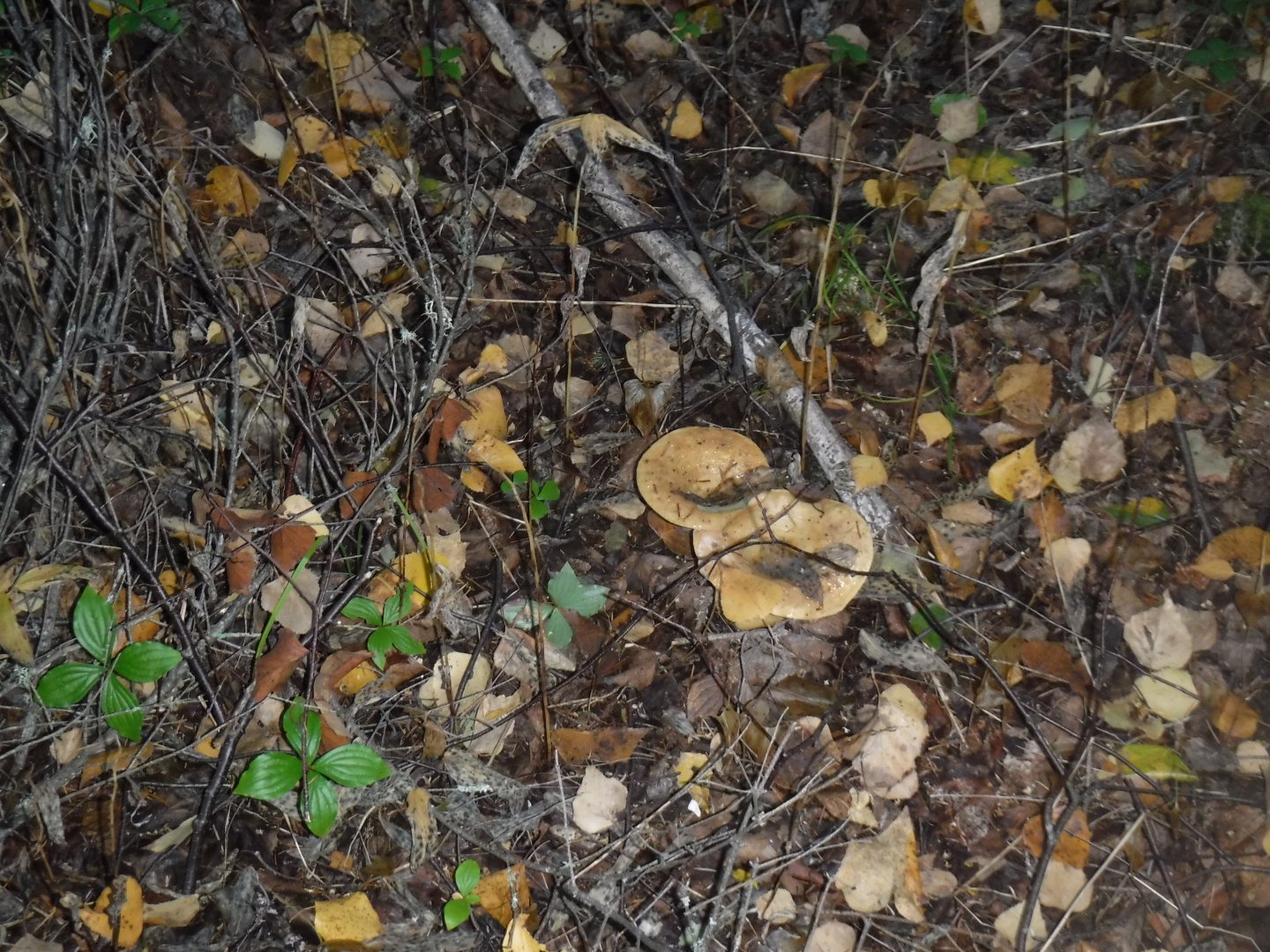 DSCF0621.JPG