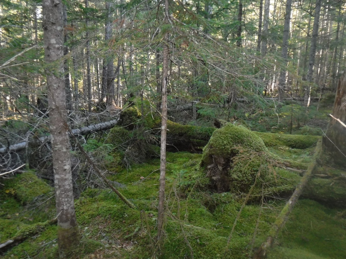 DSCF0629.JPG