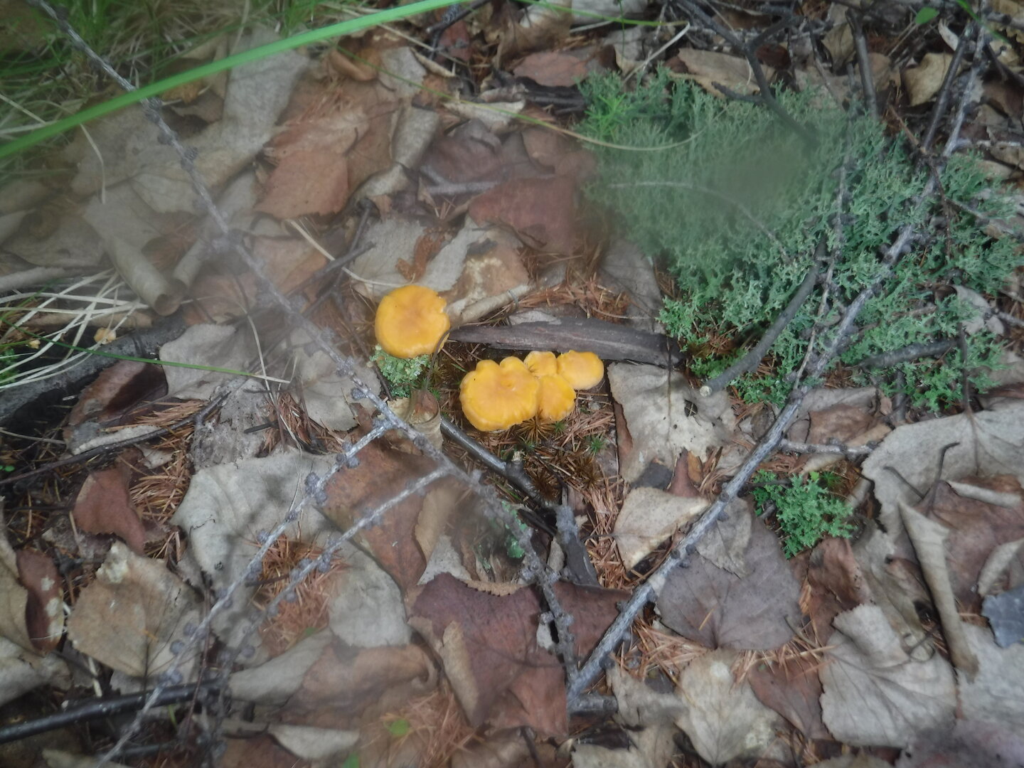 DSCF0629.JPG