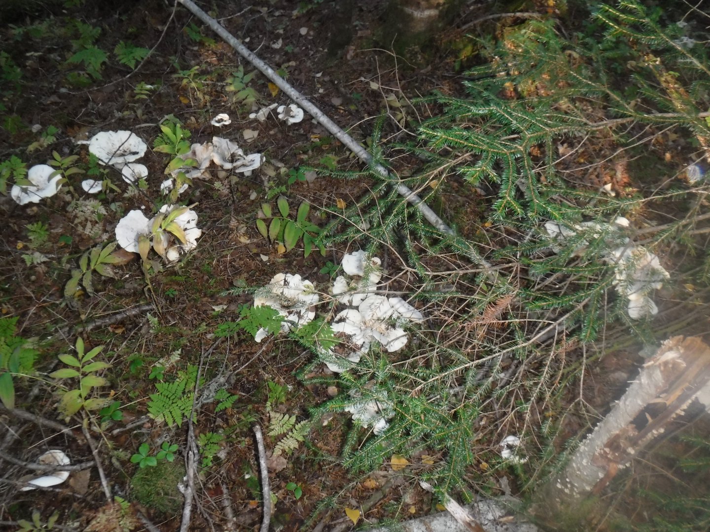 DSCF0630.JPG