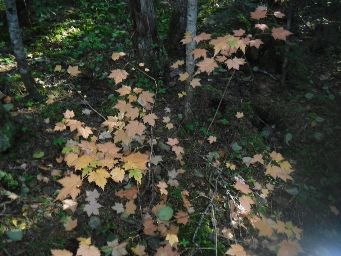 DSCF0632.JPG