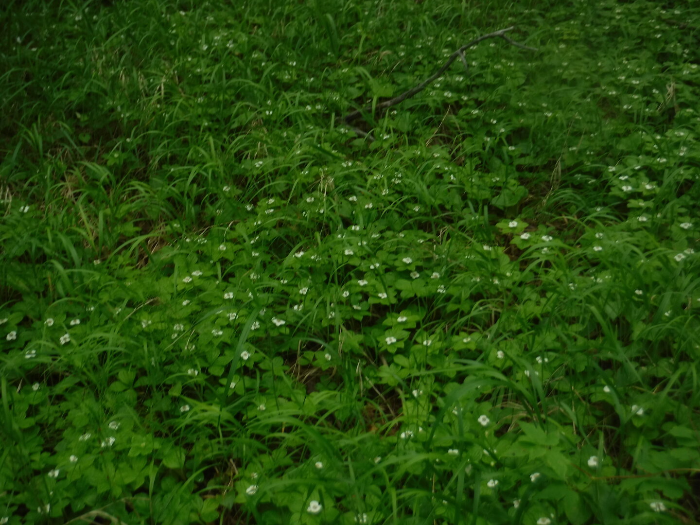 DSCF0634.JPG