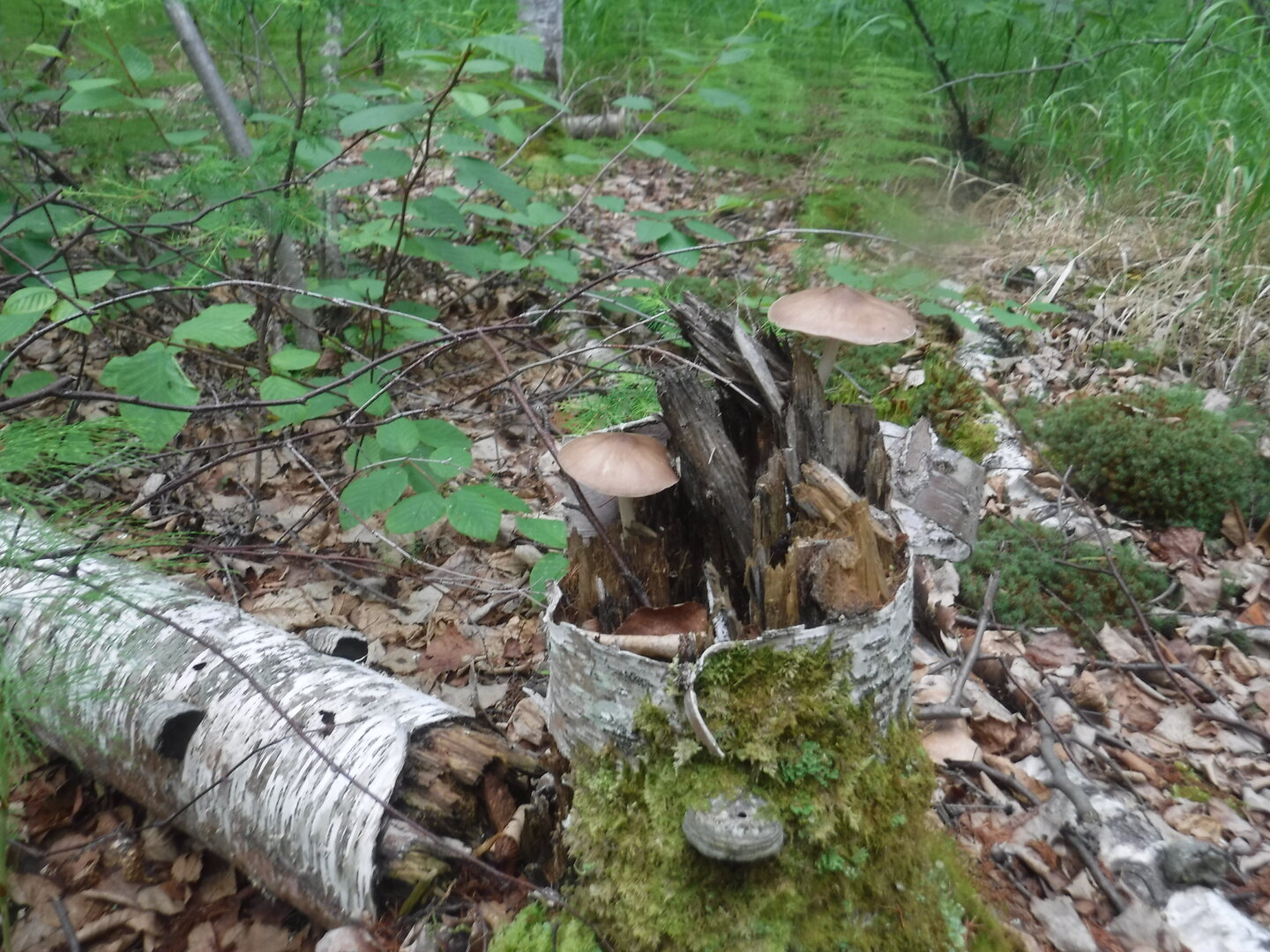DSCF0635.JPG