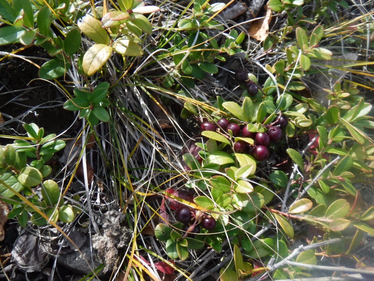DSCF0646.JPG