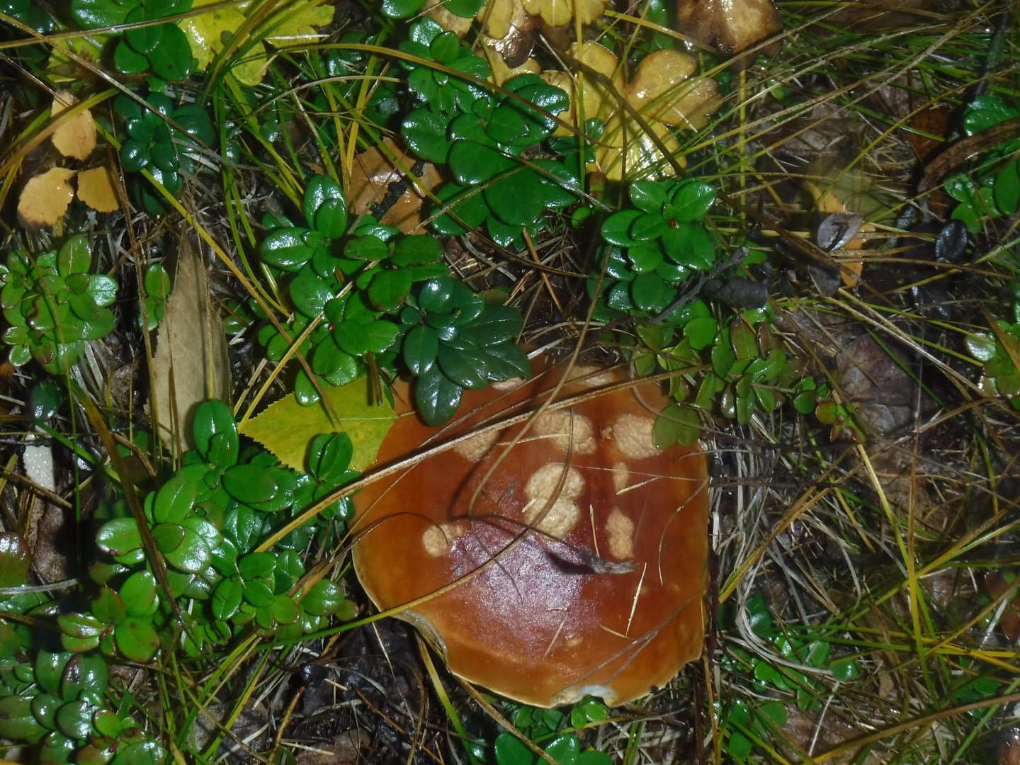 DSCF0692.JPG