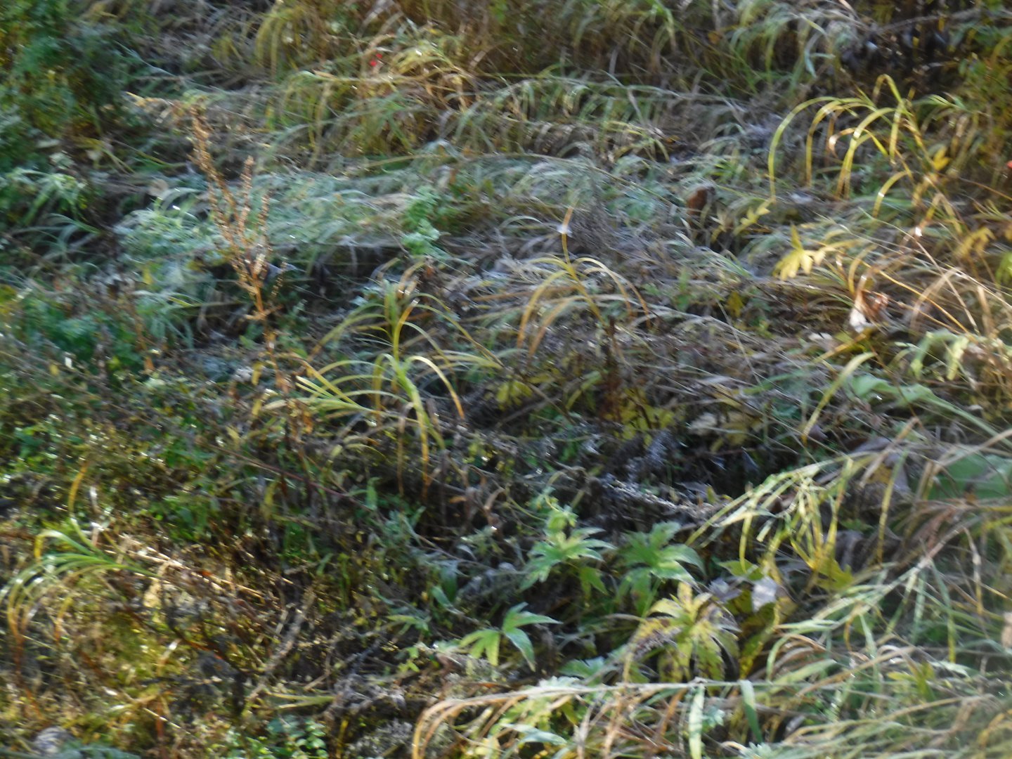 DSCF0693.JPG