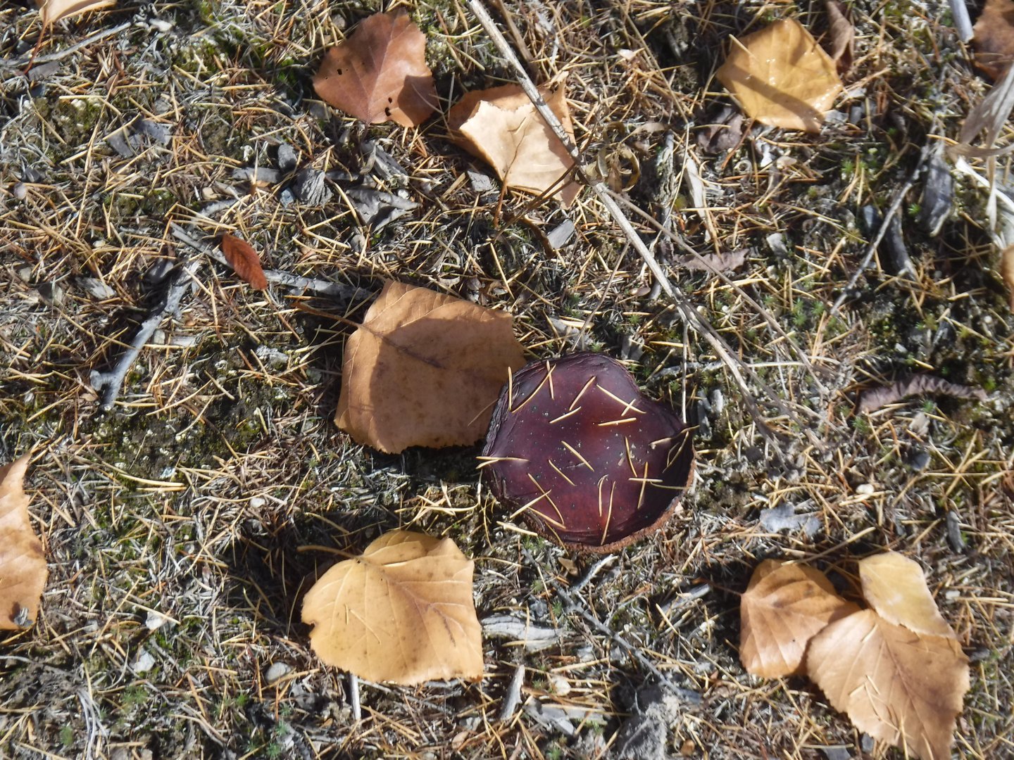 DSCF0702.JPG