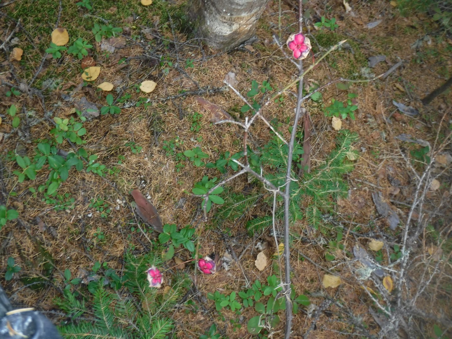 DSCF0706.JPG