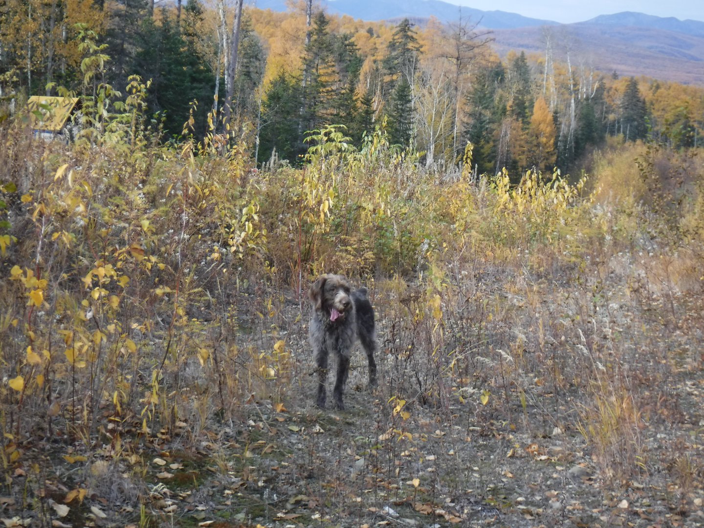 DSCF0708.JPG