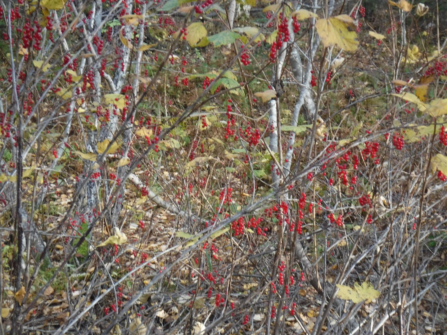 DSCF0724.JPG