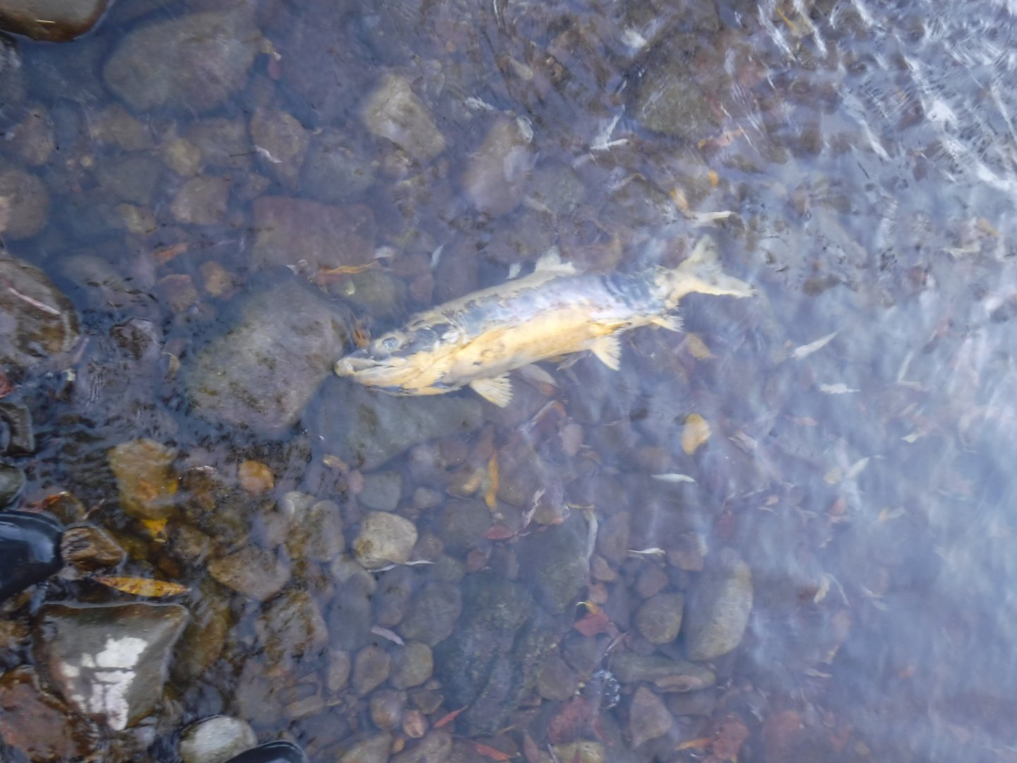 DSCF0727.JPG